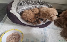 Mixed Breed dogs for sale: 2 lovely little boys - Image 4