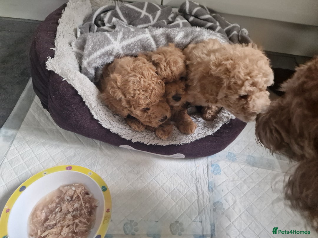 Mixed Breed dogs for sale: 2 lovely little boys - Image 4