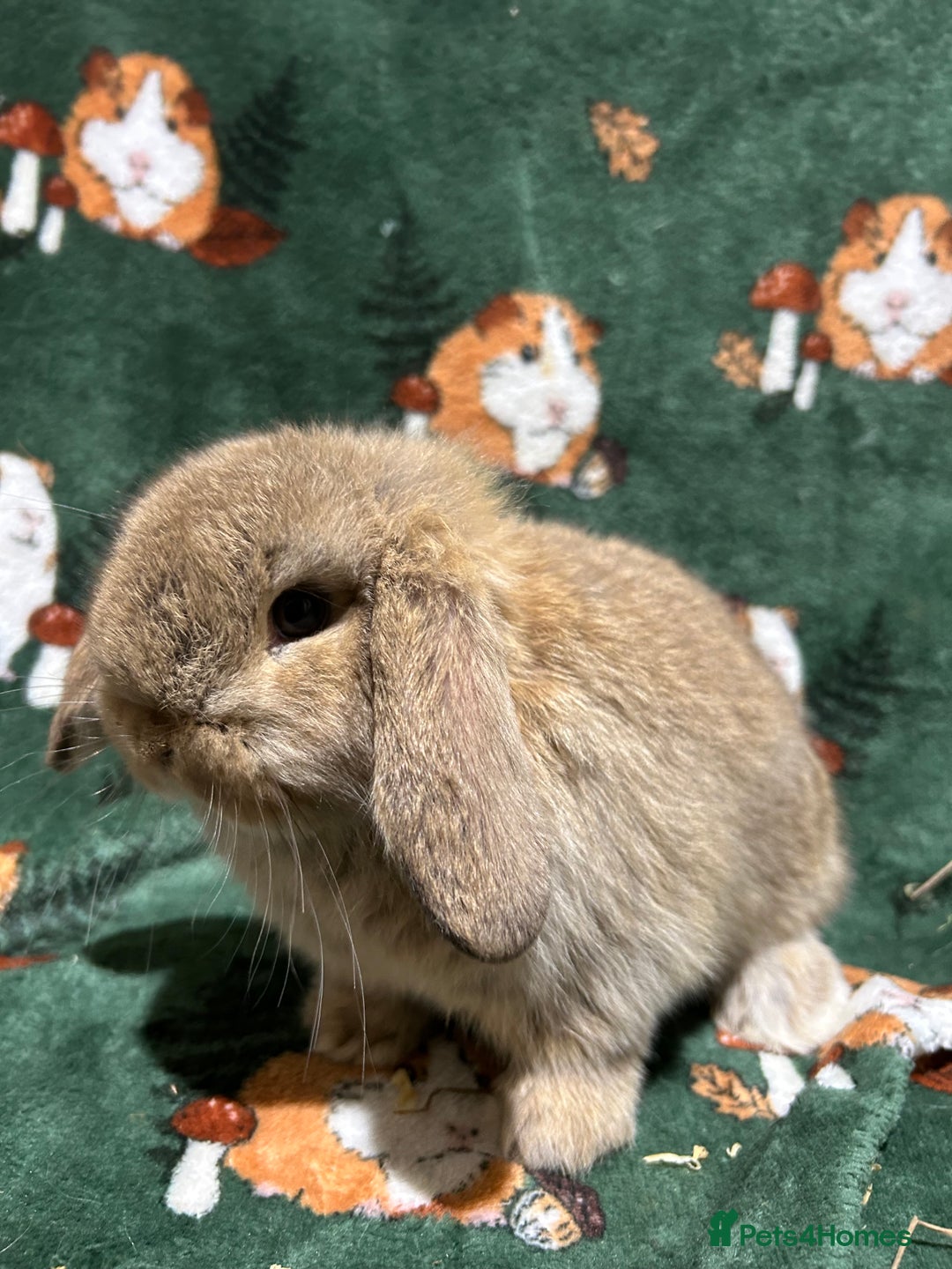 Mini Lop rabbits for sale: Beautiful Baby Mini Lops  - Advert 3