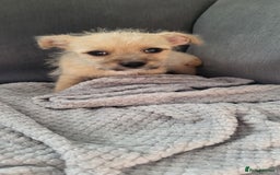 Mixed Breed dogs for sale: Jack russel cross pomeranian puppies  - Image 25