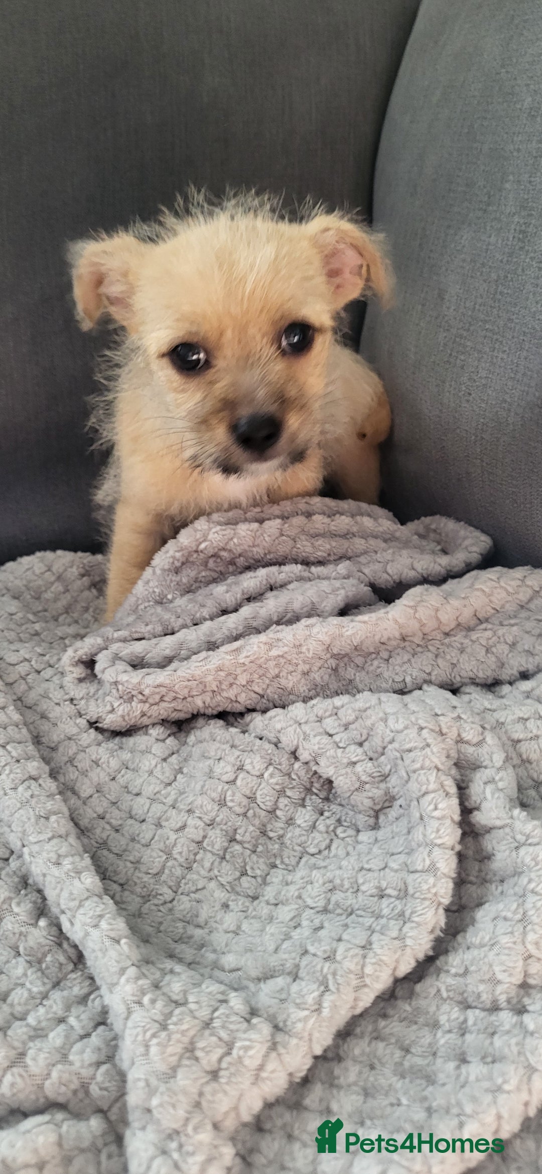 Mixed Breed dogs for sale: Jack russel cross pomeranian puppies  - Image 25