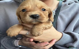 Cocker Spaniel dogs for sale: Cocker spaniel pups - Image 7