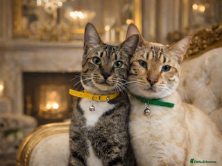 Bengal cats 🌟 Savannah × Snow Bengal Kittens 🌟 RARE - Advert 6