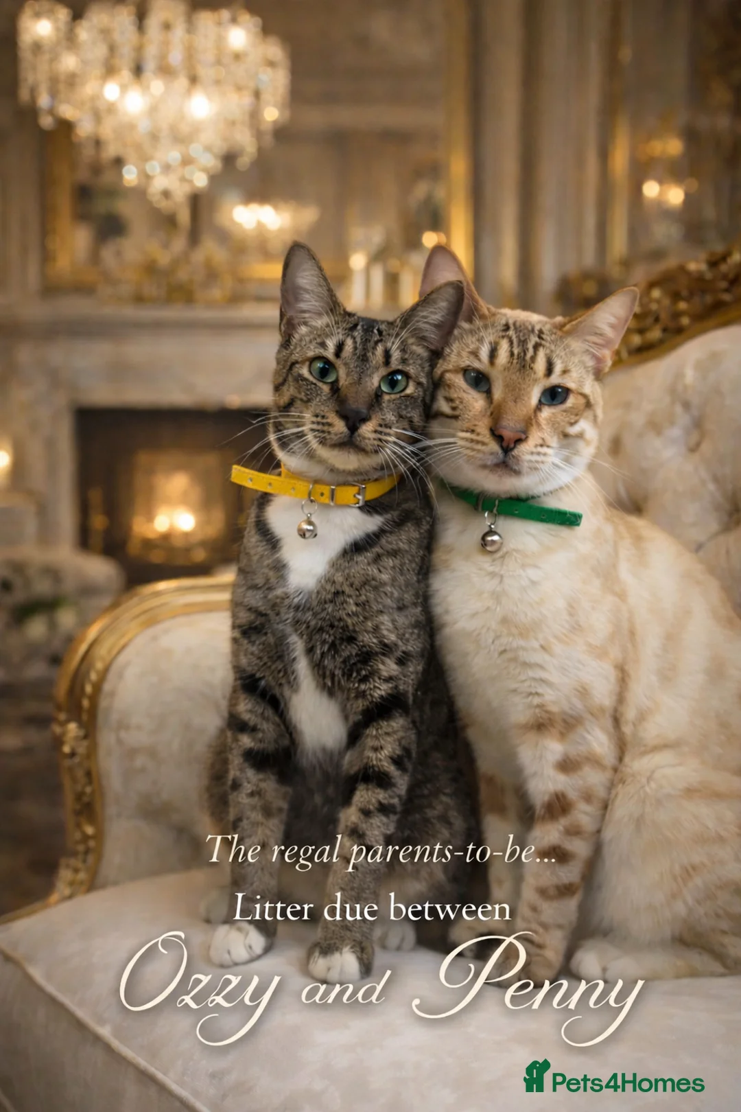 Bengal cats for sale: 🌟 Savannah × Snow Bengal Kittens 🌟 RARE - Advert 1