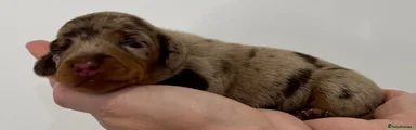 Miniature Dachshund 5