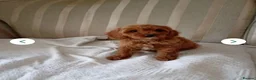Cavapoo dogs for sale: 8 stunning Cavapoo 🐕‍🦺 puppies 🐕‍🦺 - Advert 7