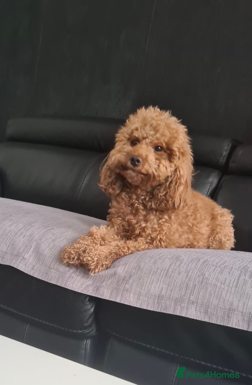 Miniature Poodle dogs Beautiful Red Miniature Poodle Puppies - Advert 2
