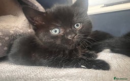 British Shorthair cats for sale: Black BSH x kittens  - Image 13