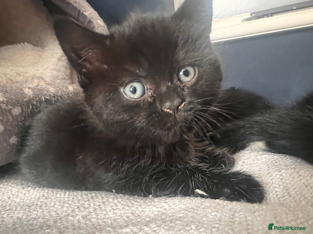 British Shorthair cats for sale: Black BSH x kittens  - Image 13