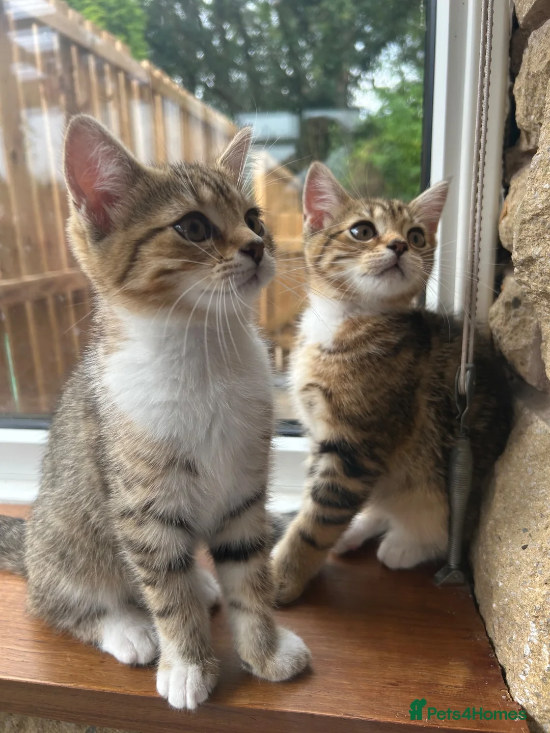 Persian cats for sale: ‼️2 girls left❗️Ready to leave 😻 - Advert 1