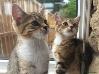 Persian cats ‼️2 girls left❗️Ready to leave 😻 - Advert 5
