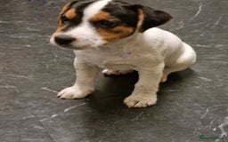 Jack Russell dogs for sale: Stunning true to type jackrussell  - Image 5