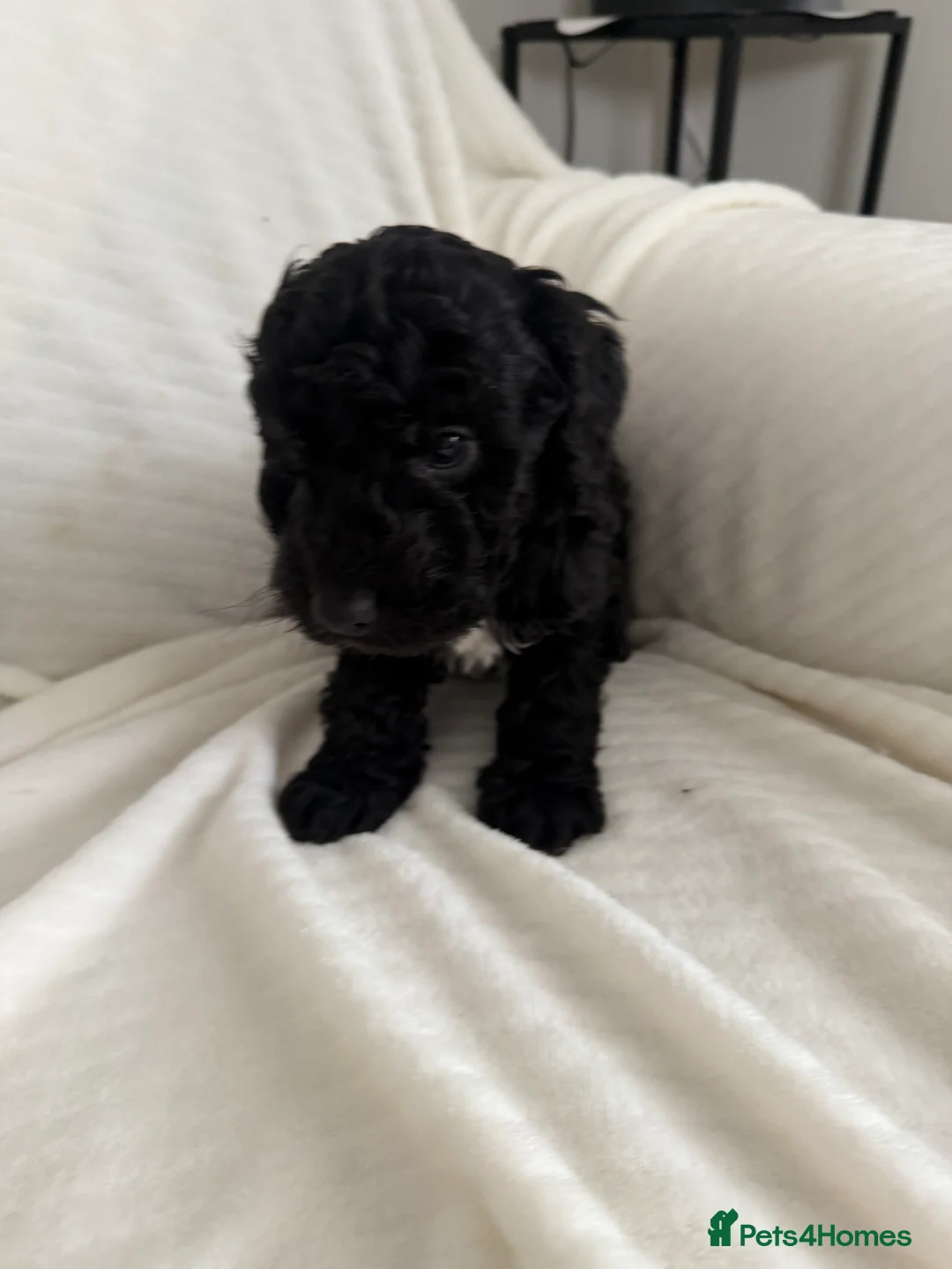 Cockapoo dogs for sale: CockerPoo  - Advert 9