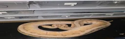 Python Snake reptiles for sale: Royal python/ corn snake / hatchling / adults  in Elland - Advert 3