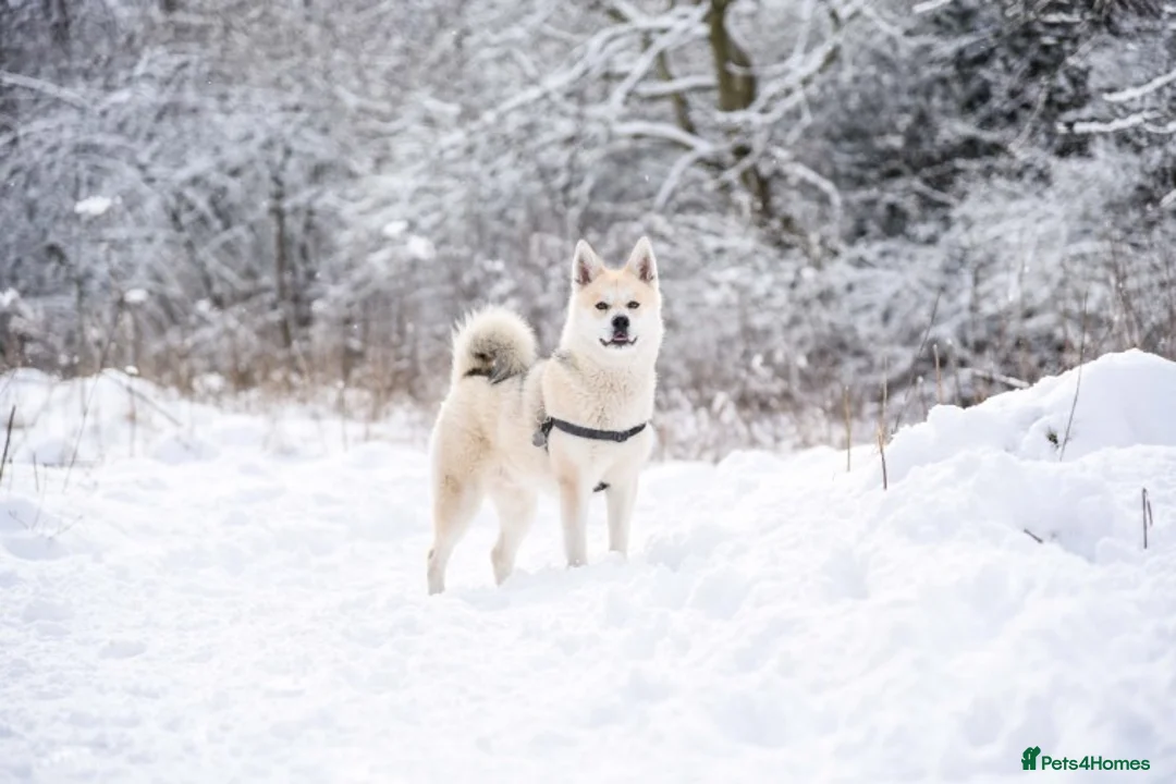Pomsky dogs for stud: Pomsky for STUD Beautiful Husky markings in Sittingbourne - Advert 4