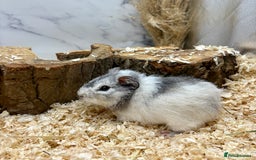 Guinea Pig rodents for sale: Lots of Baby Girls Guinea Pigs available 💗  - Image 4