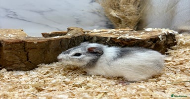 Guinea Pig rodents - Advert 3