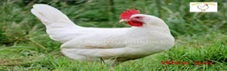Hens poultry for sale: Laying Hens - Point of Lay - lots of colours - Advert 7