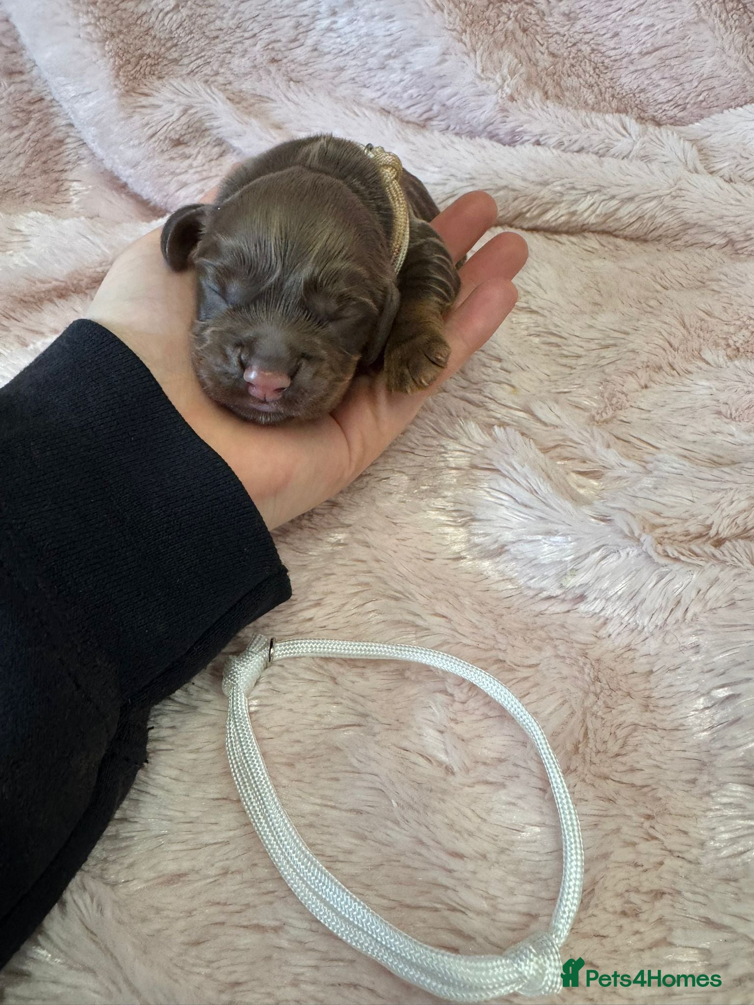 Cocker Spaniel dogs Stunning Cocker Spaniel Pups - Excellent Breeding - Advert 3