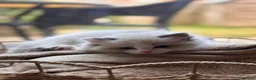 Ragdoll cats for sale: Gorgeous ragdolls ready to find their forever home - Advert 5
