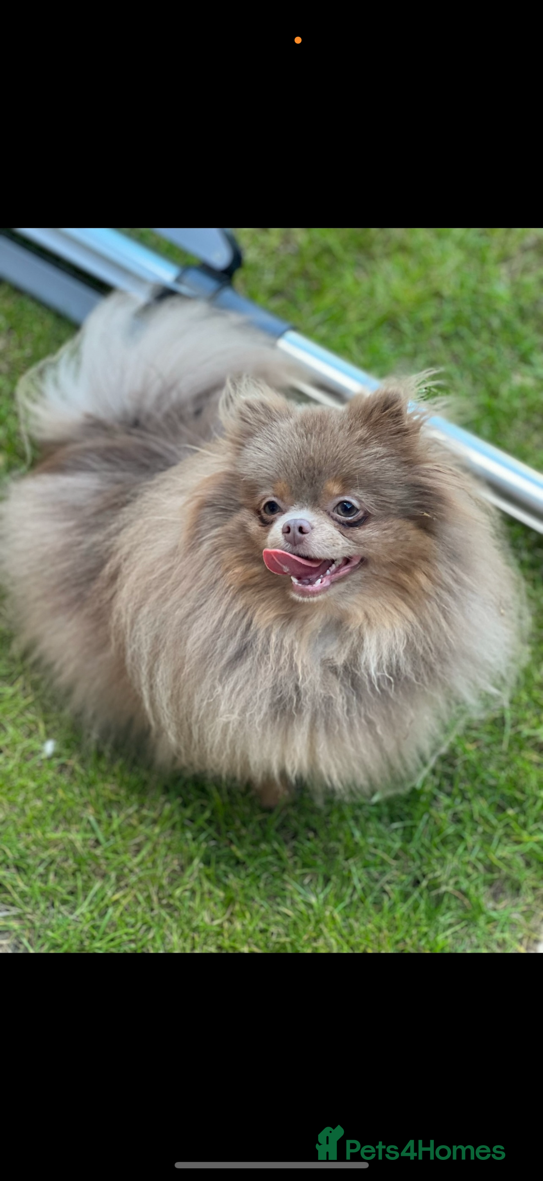 Pomeranian dogs for sale: KC Registered Lilac Pomeranian Puppies 💜 - Advert 11