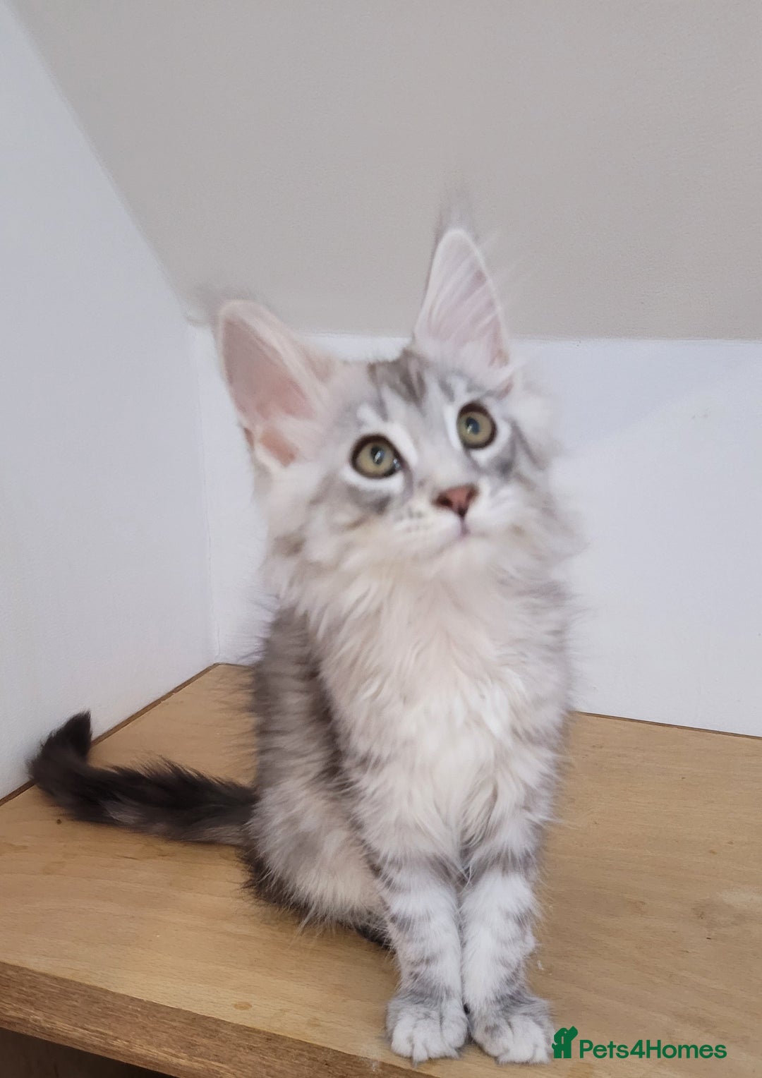 Maine Coon cats for sale: Tica registered maine coon kittens  in Ipswich - Image 3