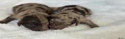 Cocker Spaniel dogs for sale: Choc & Choc Merle F1 Cockapoo’s - Advert 4