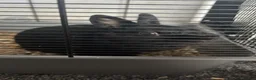 Mixed Breed rabbits for sale: 3 Rabbits to a good home  - Advert 5