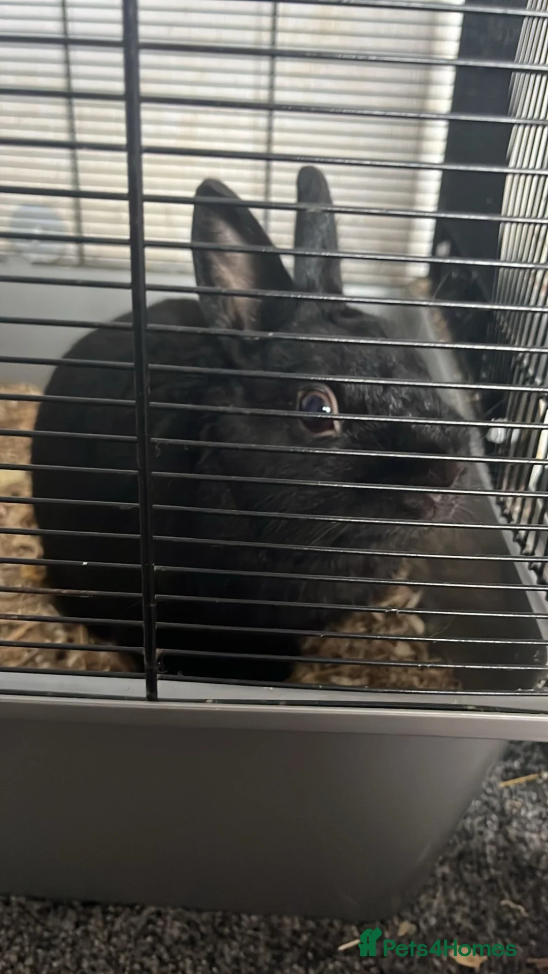 Mixed Breed rabbits for sale: 3 Rabbits to a good home  - Advert 5