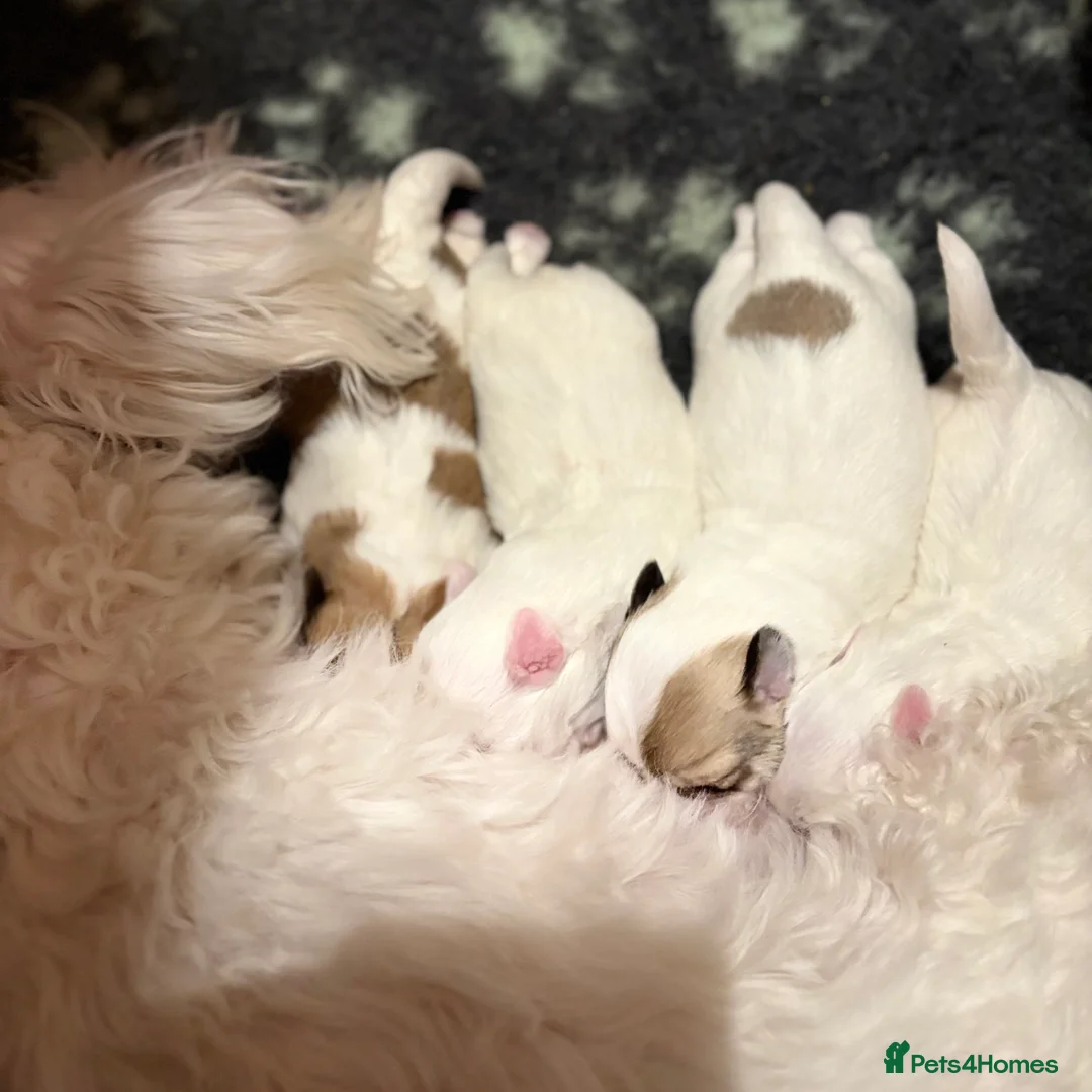 Coton De Tulear dogs for sale: K.C reg Coton de Tulear Puppies inc World Champion - Advert 12