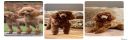 Miniature Poodle dogs for stud: PROFESSIONAL FERTILITY SERVICE in Stafford - Advert 4