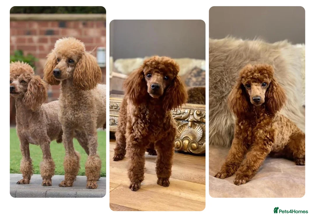 Miniature Poodle dogs for stud: PROFESSIONAL FERTILITY SERVICE in Stafford - Advert 4