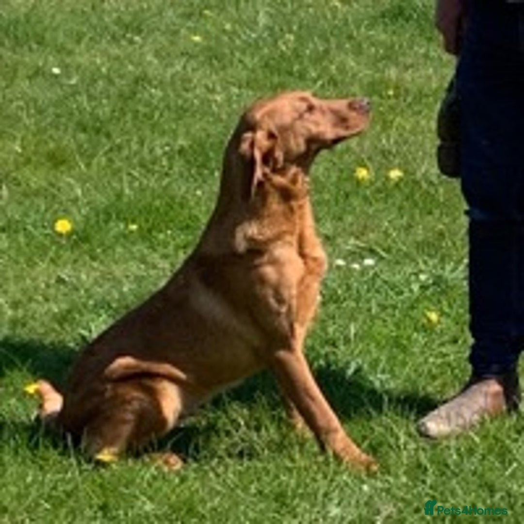 Labrador Retriever dogs for stud: Fox Red Labrador for Stud in Leeds - Advert 4