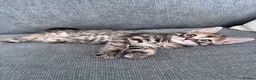 Mixed Breed cats for sale: British Shorthair mixed in Great Yarmouth - Advert 25