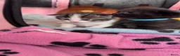 Domestic Shorthair cats for sale: Stunning little tabby/white girl kitten. - Advert 11