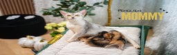 Abyssinian cats for sale: SILVER ABYSSINIAN-Winston-Rare and Exceptional  - Advert 6
