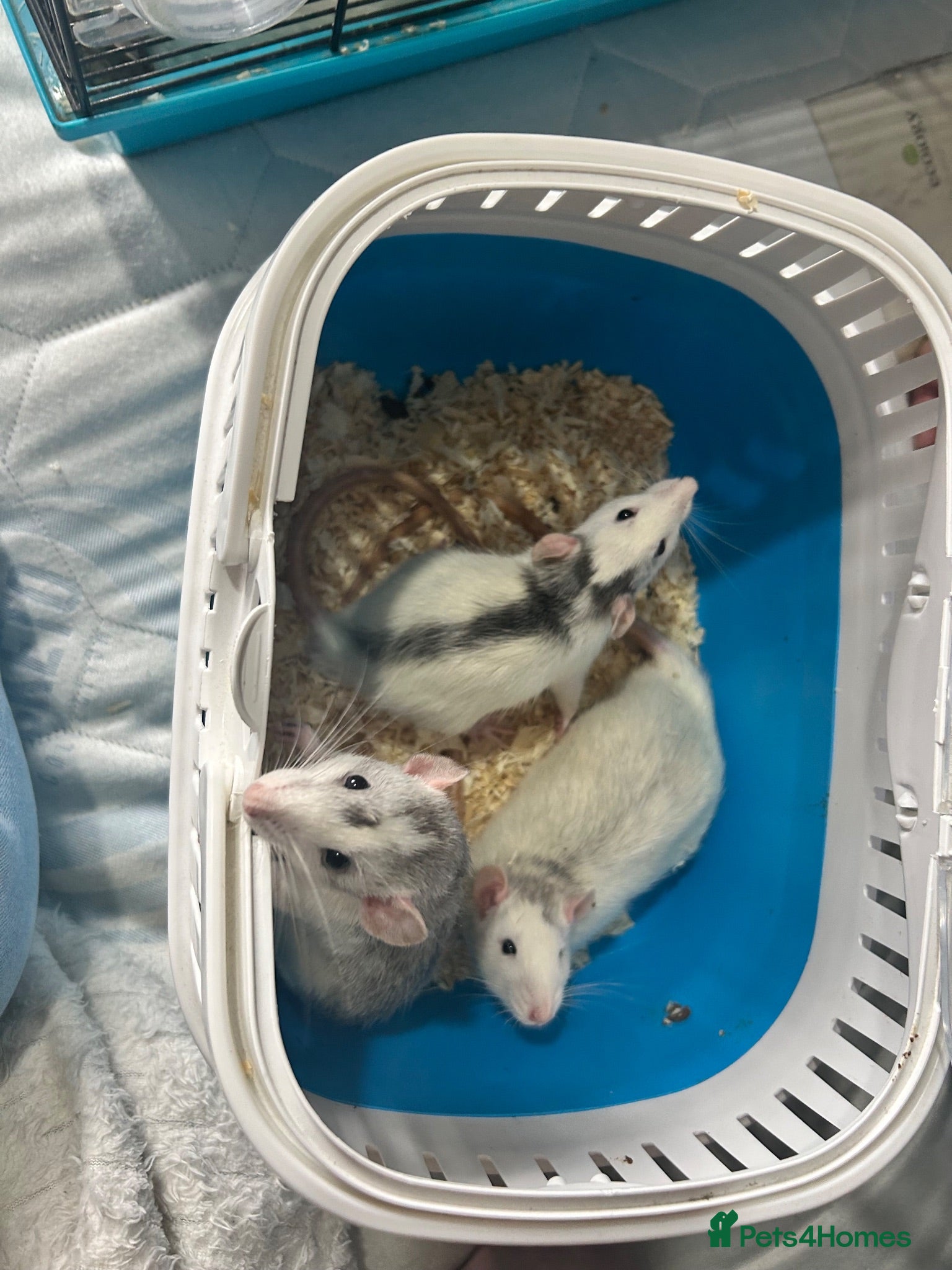 Rat rodents 3 male rats need rehoming together - Advert 1