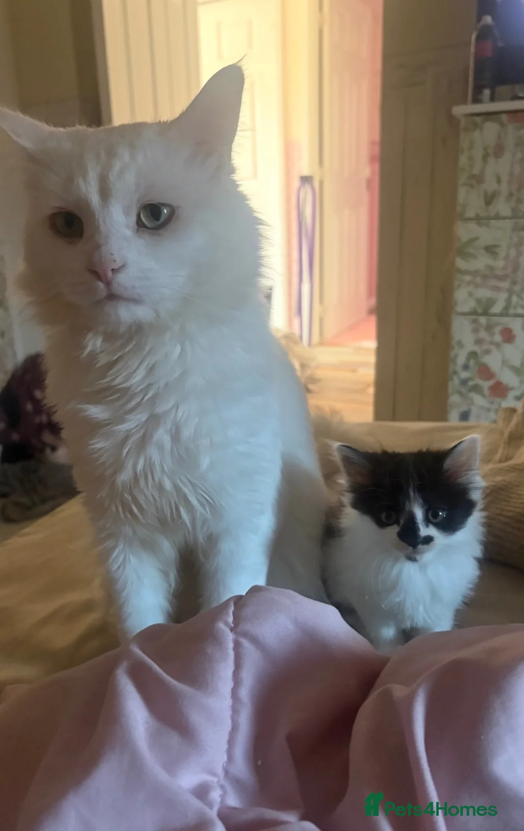 Mixed Breed cats for sale: Fluffy girl kittens long hair sociable and playful - Advert 2