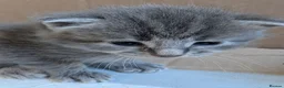 Maine Coon cats for sale: 7 gorgeous maine coon cross kittens  - Advert 21