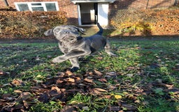 Cane Corso dogs for sale: *** 11 WEEK OLD PUPPY Cane corse boy 🥇 - Advert 6