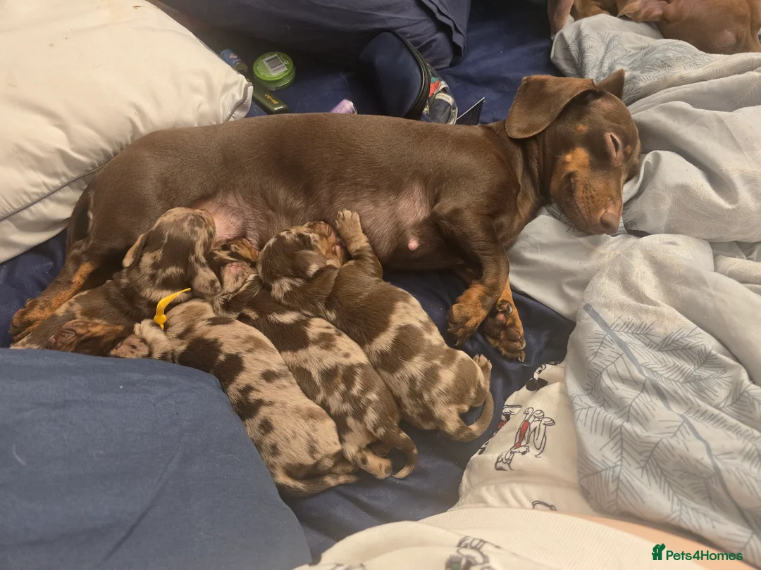 Miniature Dachshund dogs for sale: READY NOW 1 female dapple mini dachshund - Advert 22
