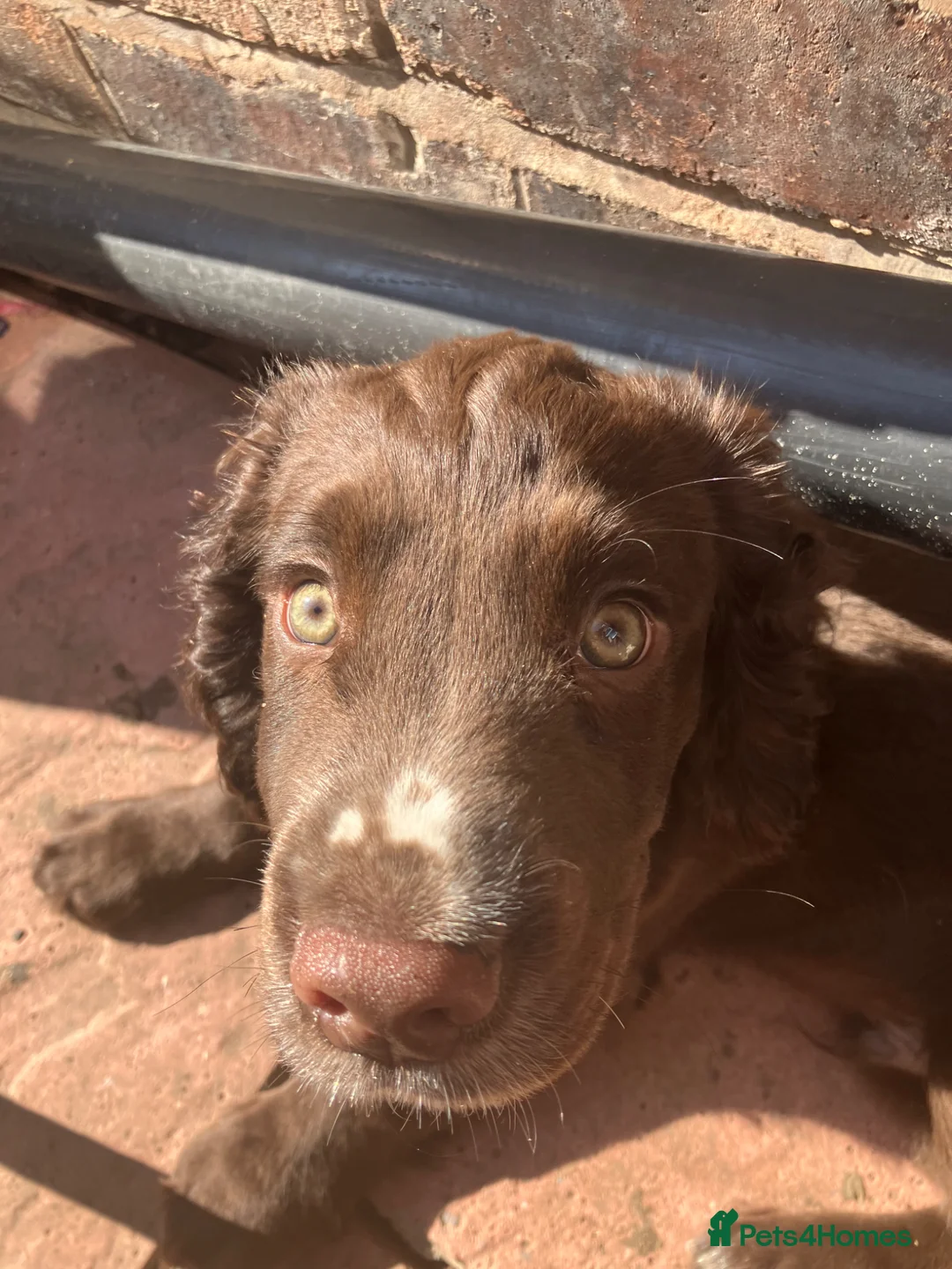 Cocker Spaniel dogs for sale: cocker spaniel puppies  - Advert 2