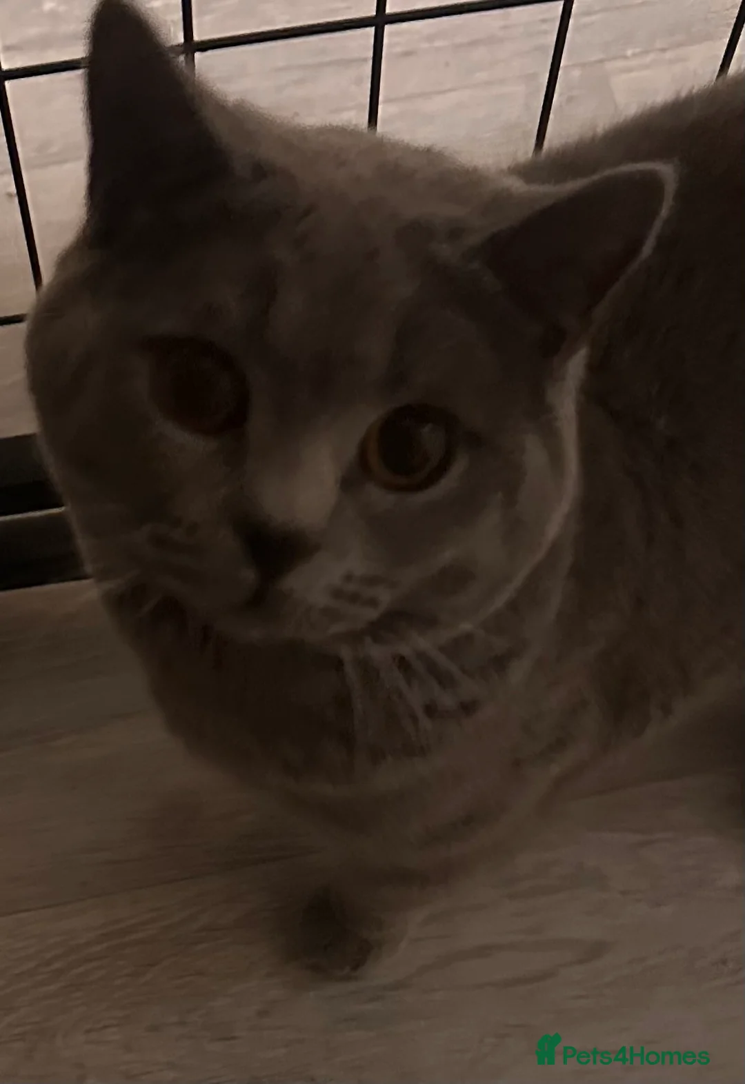 British Shorthair cats for stud: Gorgeous chunky male for stud looking for Queens - Advert 2