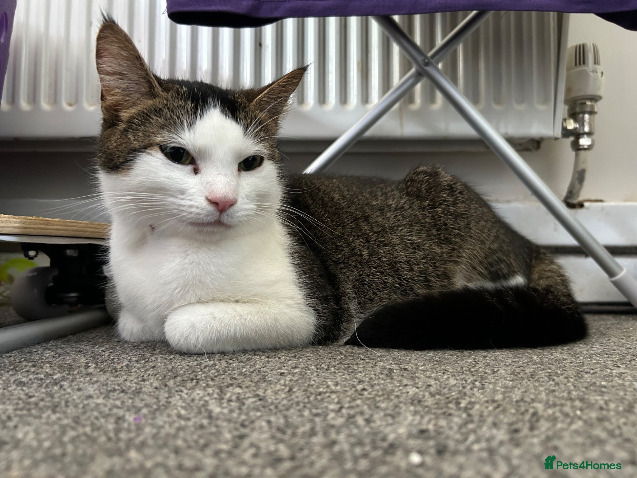 Domestic Shorthair cats for sale: Playful beautiful kittens  - Advert 1