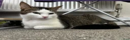 Domestic Shorthair cats for sale: Playful beautiful kittens  - Advert 1