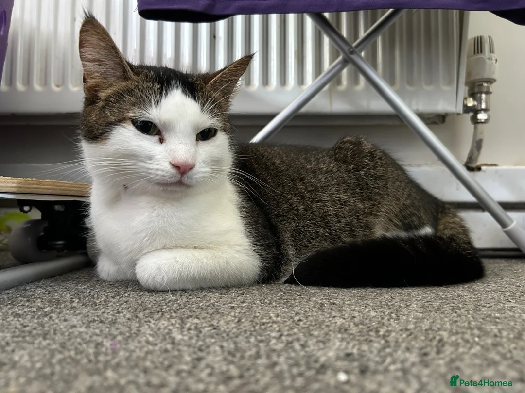 Domestic Shorthair cats for sale: Playful beautiful kittens  - Advert 1