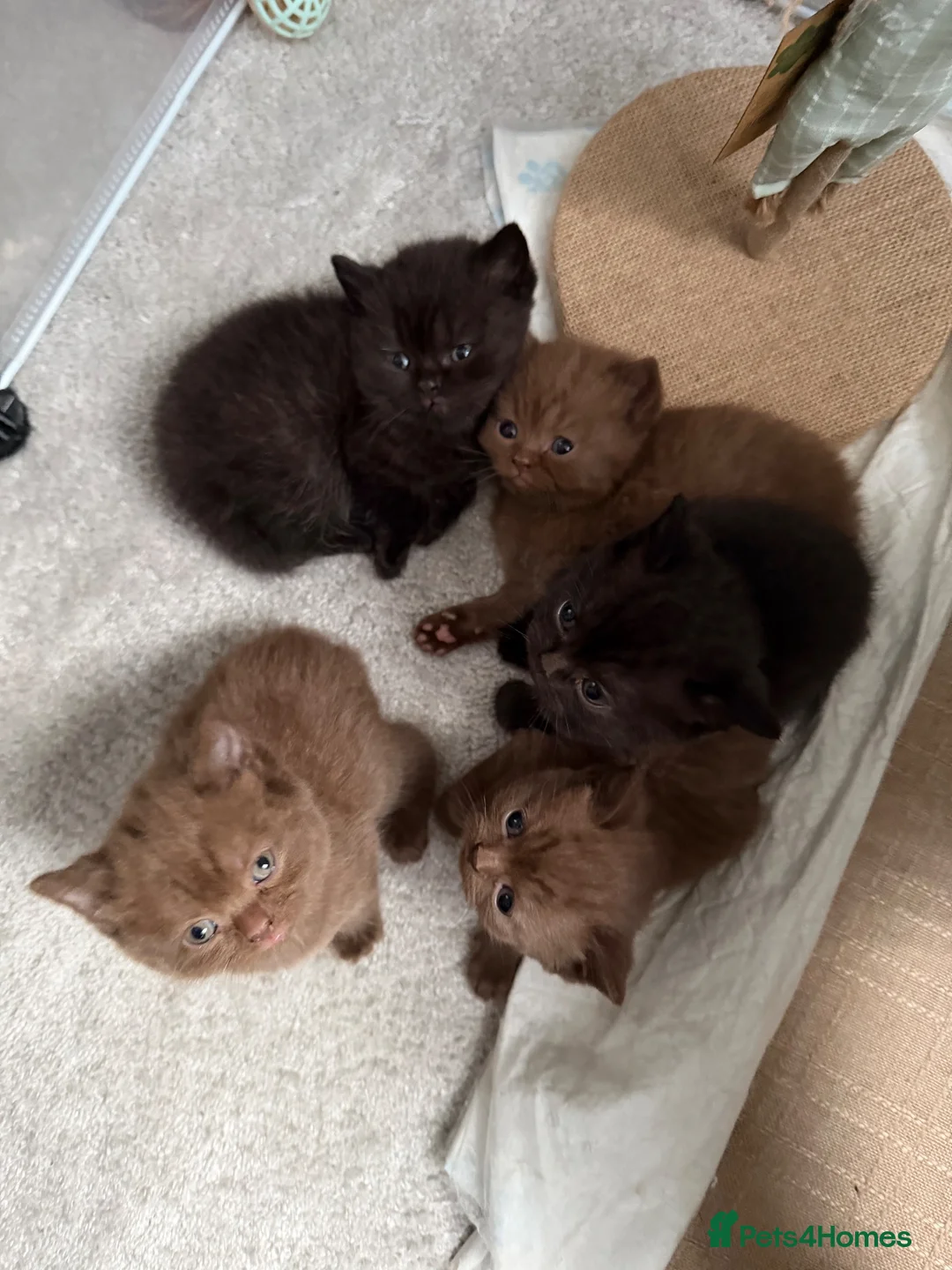 British Shorthair cats for sale: GCCF Registered Chocolate BSH kittens  - Advert 1