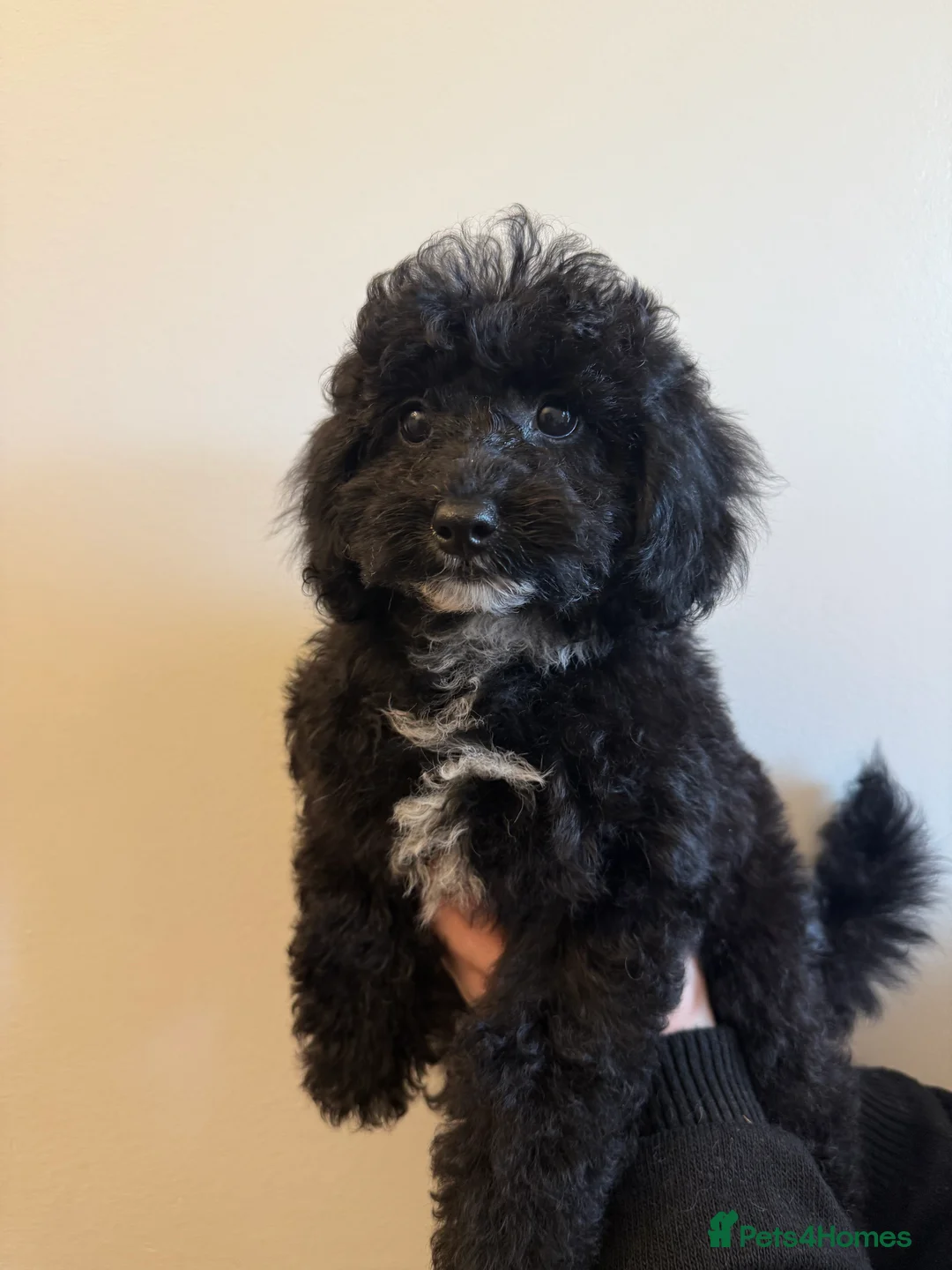 Miniature Poodle dogs for sale: Health tested Miniature poodles 🩷 - Advert 15
