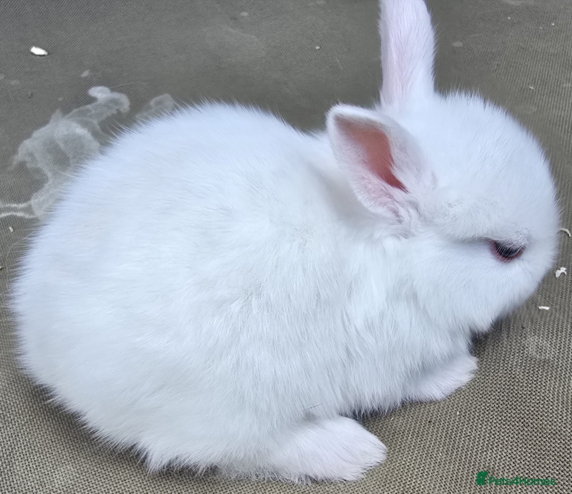 Mixed Breed rabbits Netherland / Lop Dwarf Bunny - Advert 22