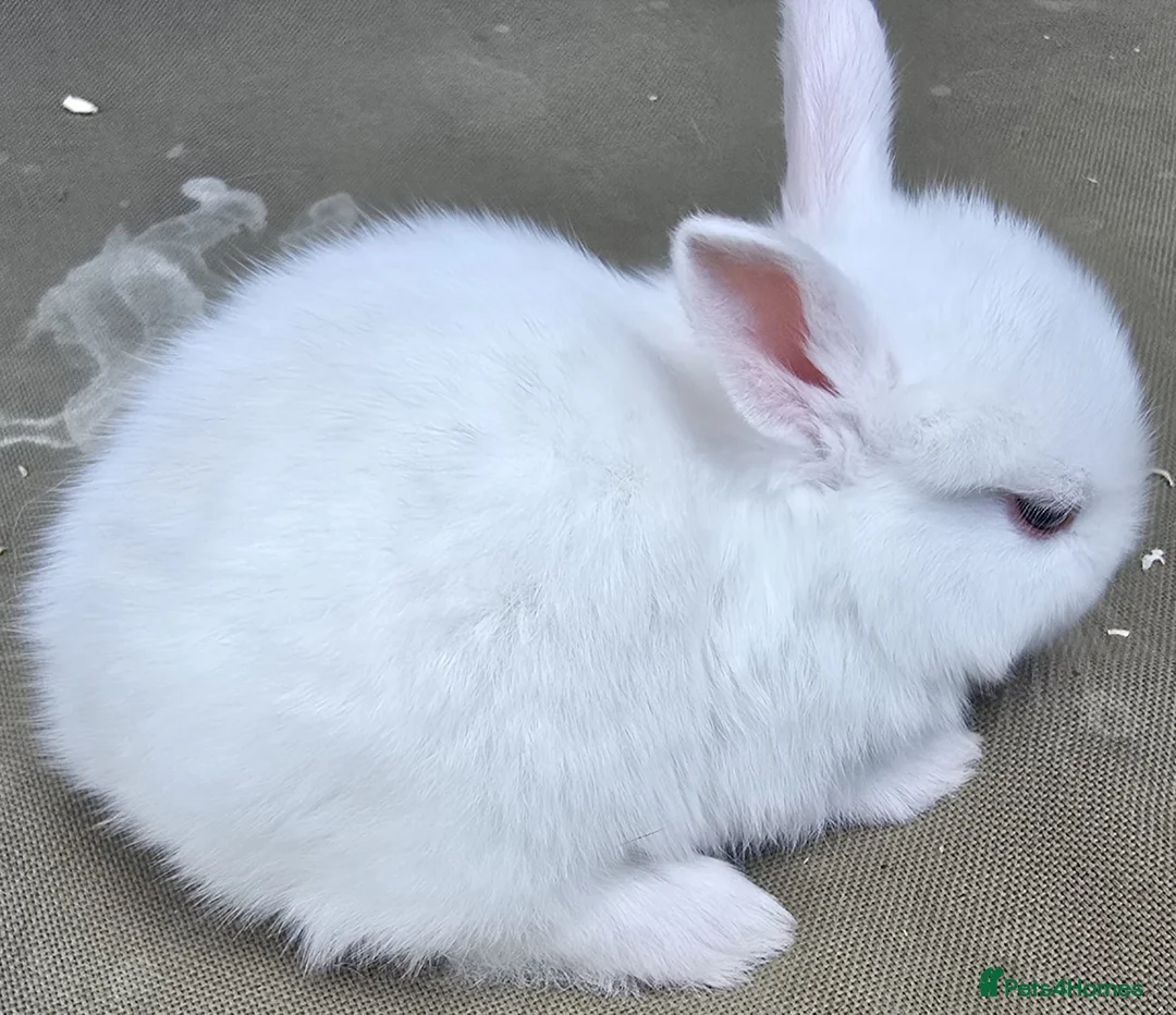 Mixed Breed rabbits for sale: Netherland / Lop Dwarf Bunnies in Liverpool - Advert 3